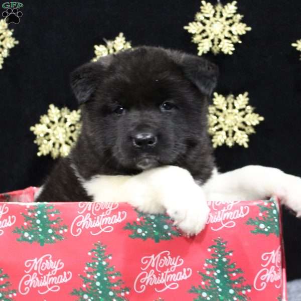 Cooper, Akita Puppy